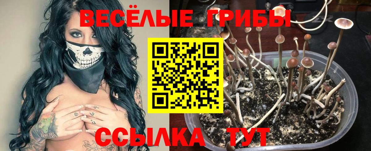 Псилоцибиновые грибы Cubensis Дербент